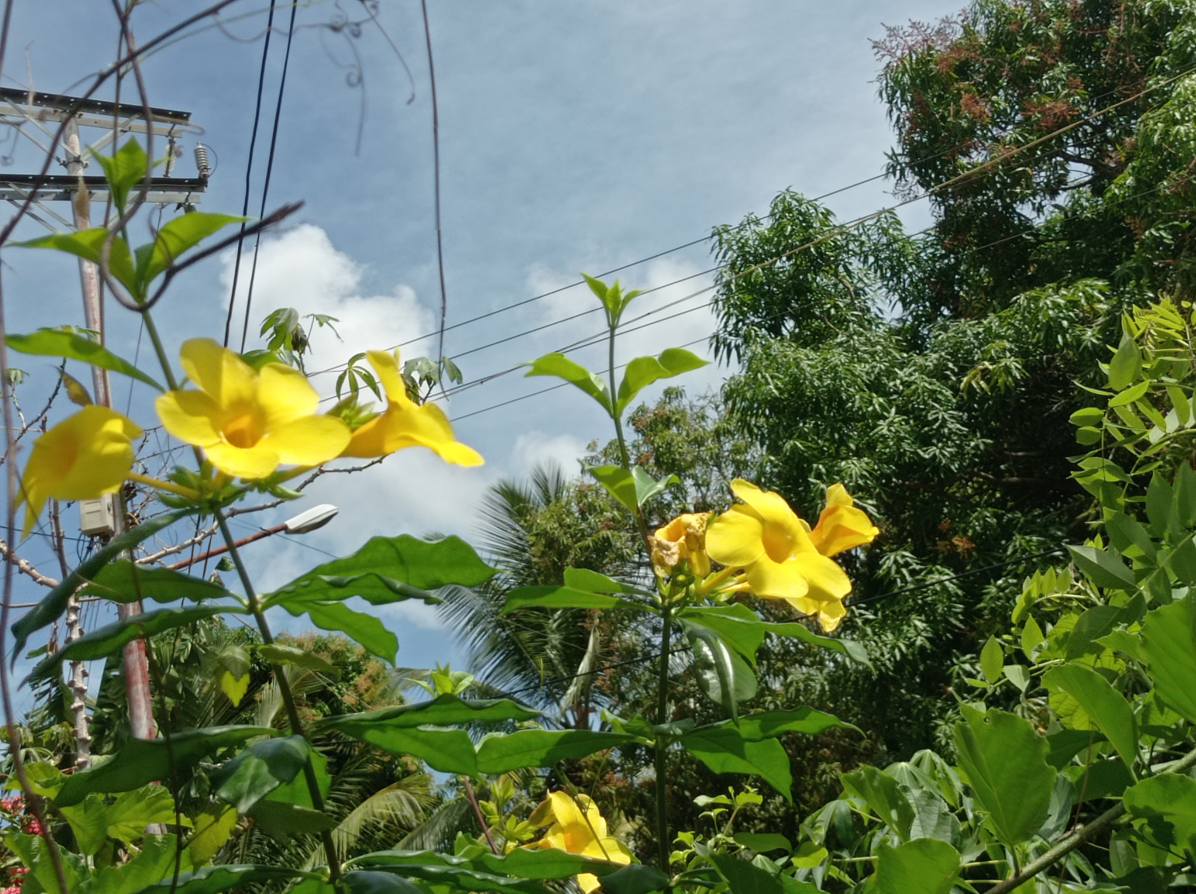 Campanitas amarillas.jpg